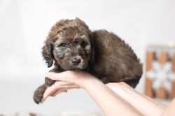Lt. Pink Collar Female