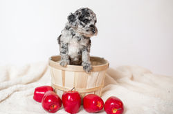 Yellow Collar Female