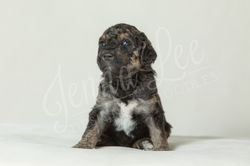 Yellow Collar Female