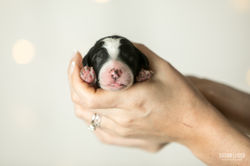 Green Collar Male