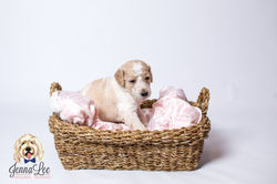 Purple Collar Female