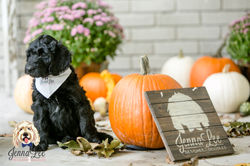 Orange Stripe Collar Male
