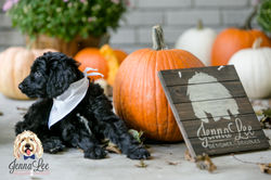 Blue Stripe Collar Male