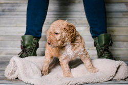 Purple Collar Female