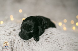 Purple Collar Female