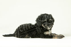 Light Purple Collar Female