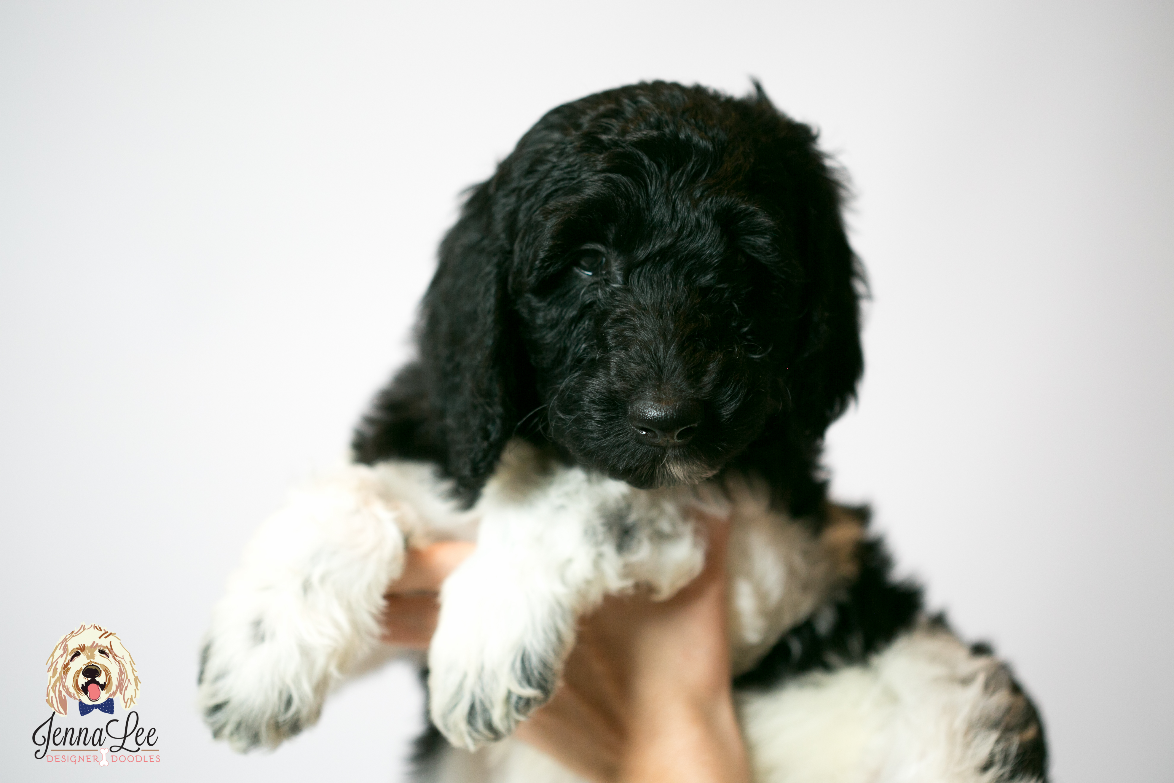 Red Collar Male