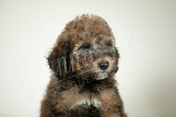 Light Blue Collar Male