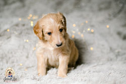 Black and White Stripe Collar Female