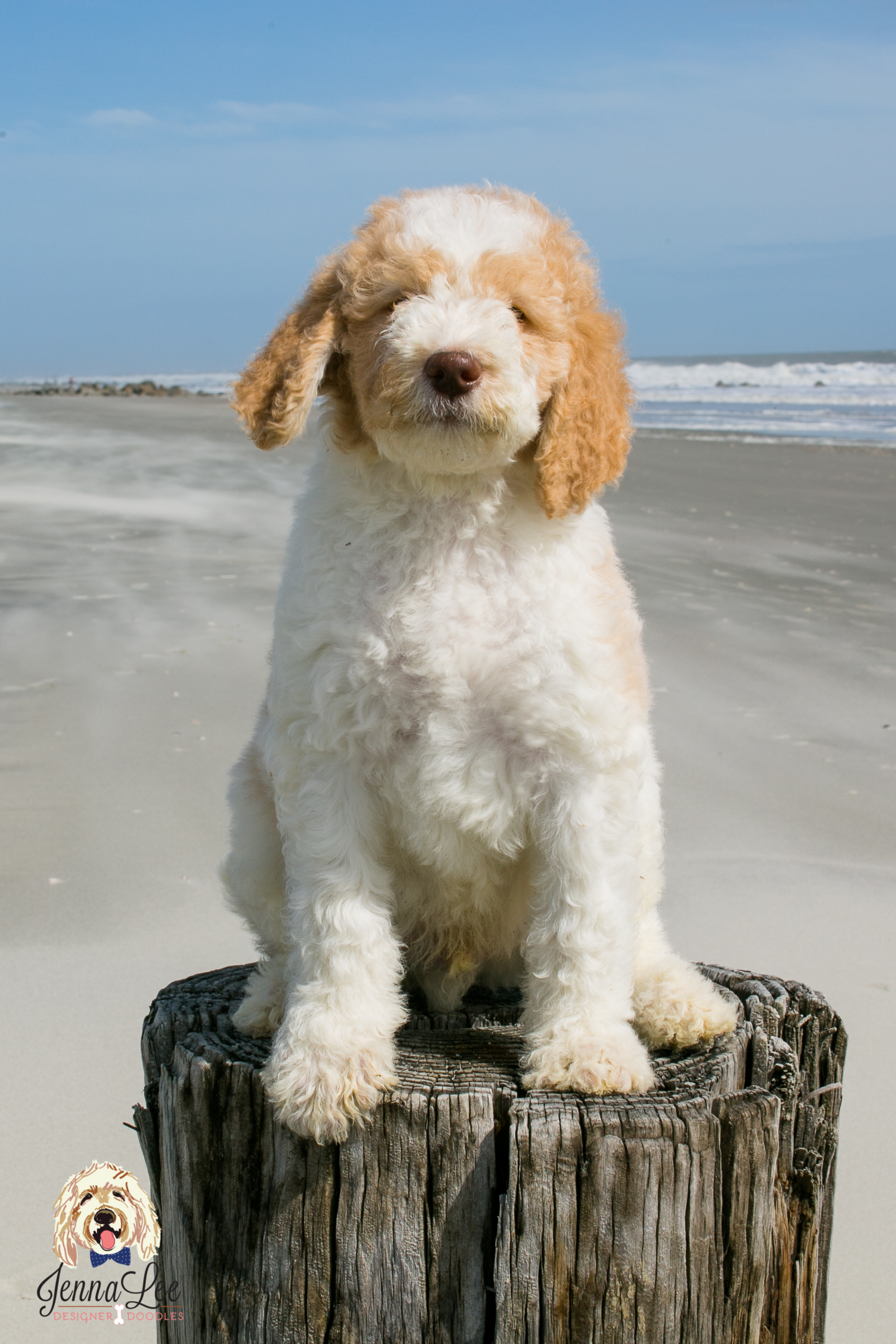 Black Collar Male