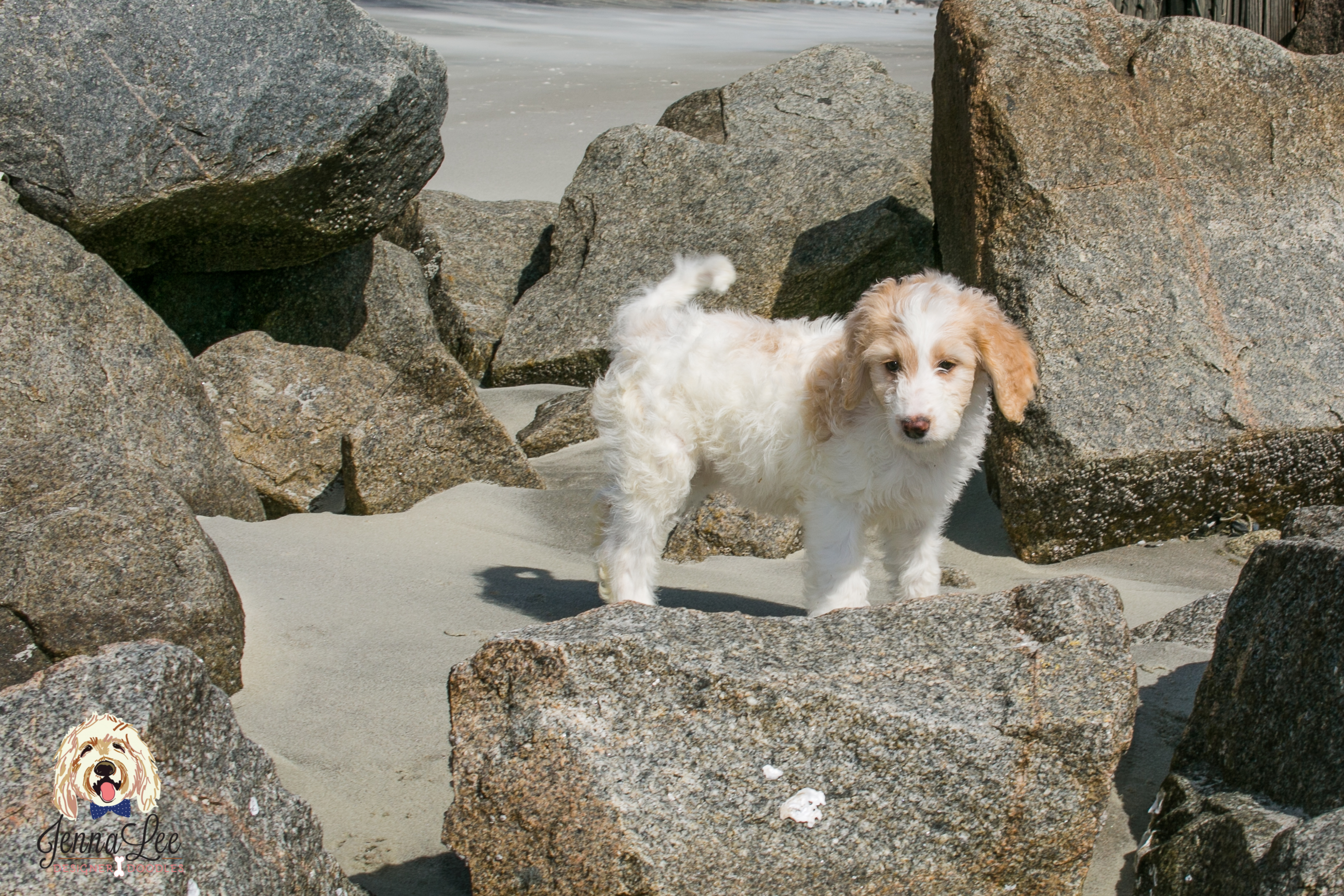 Pink Collar Female
