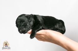 Yellow Collar Female