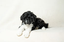 Light Pink Collar Female