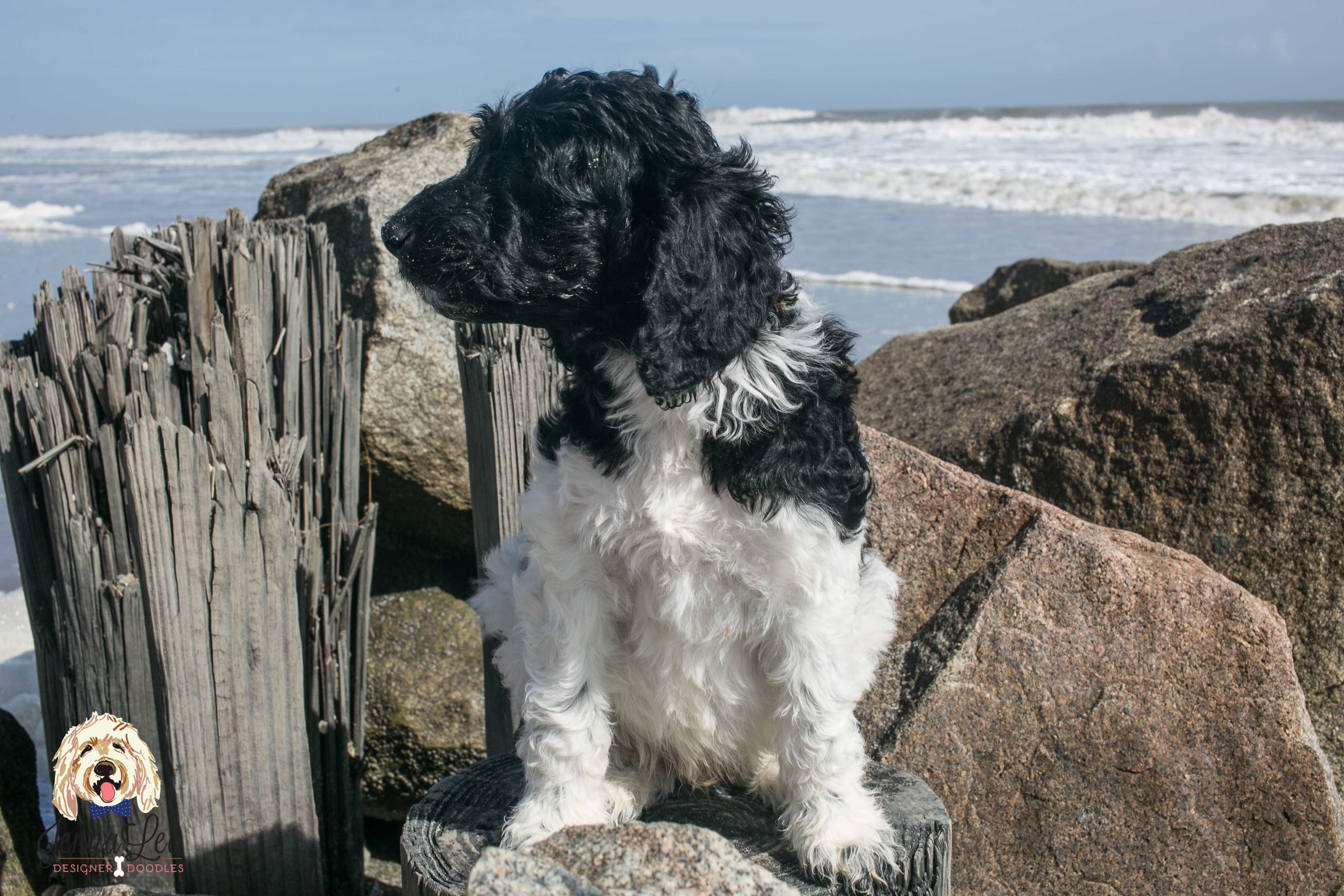 Red Collar Male