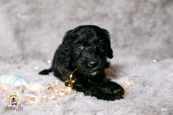 Orange Stripe Collar Male