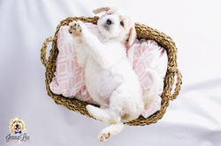 Purple Collar Female