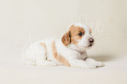 Purple Collar Female