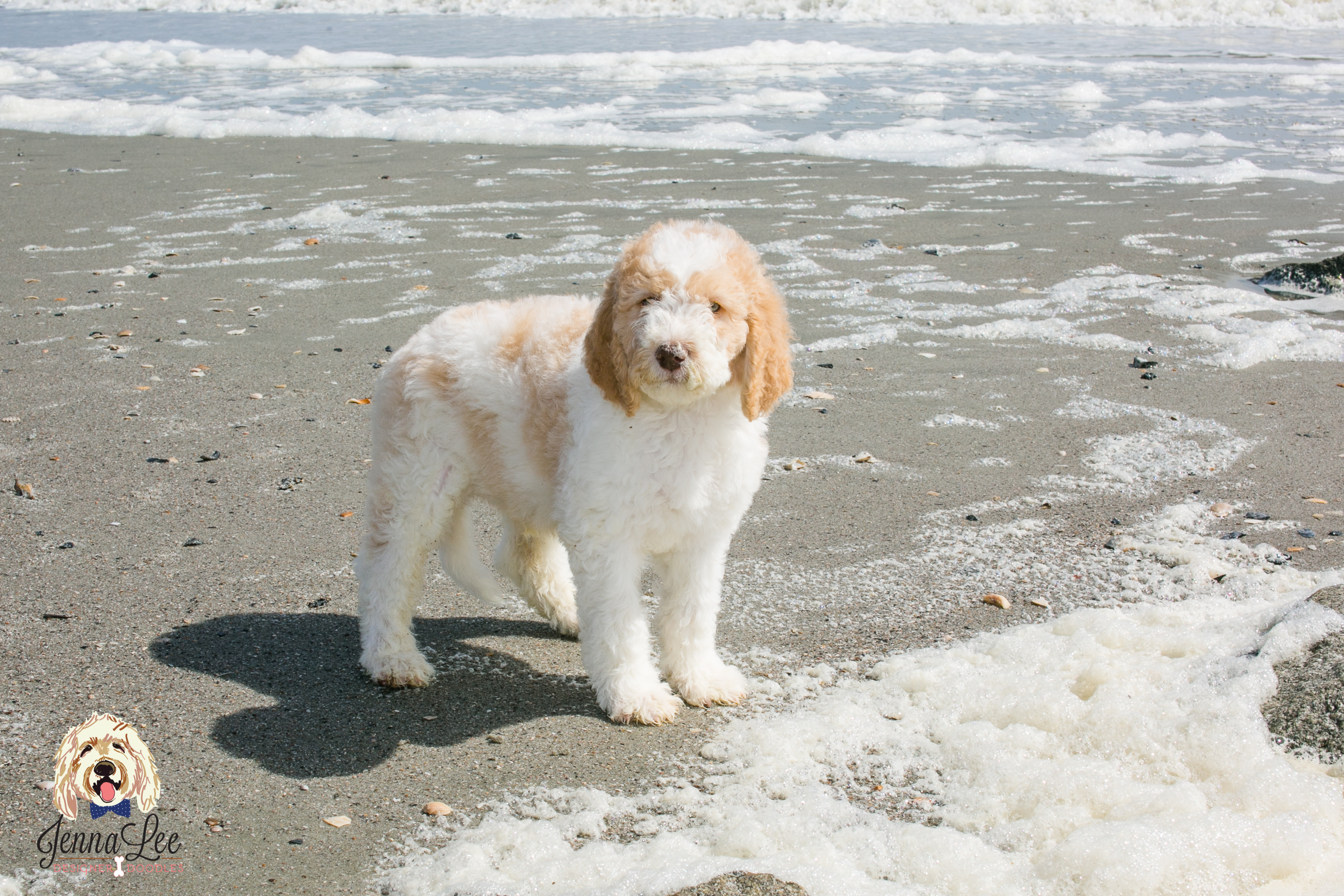 Black Collar Male