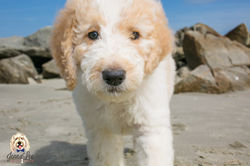 Purple Collar Female