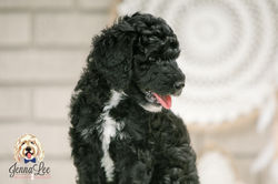 Orange Collar Male