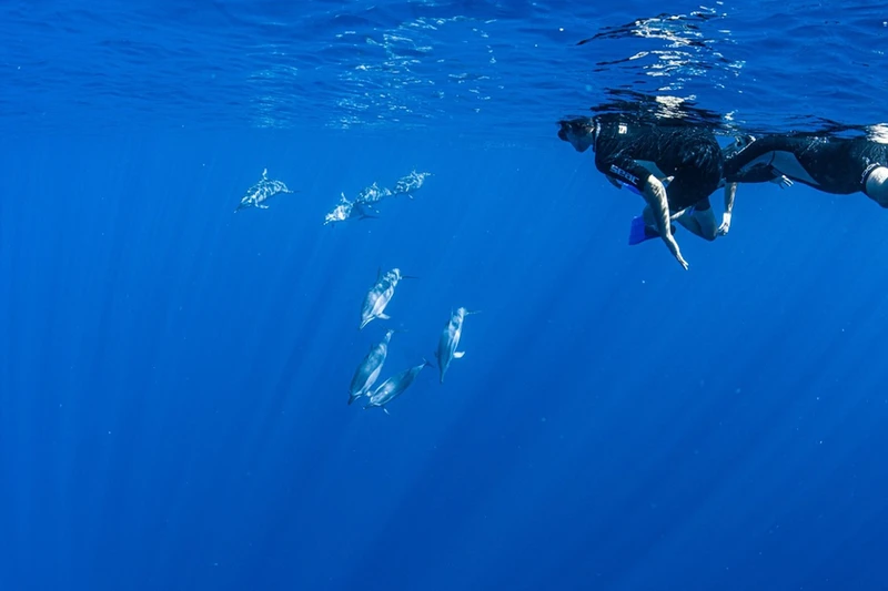 formation sur les dauphins et les baleines à la Réunion