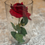 Thumbnail: Eternity Rose 🌹 - wide vase