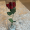 Thumbnail: Eternity Rose 🌹 - tall vase
