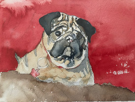 Sweet Bulldog. Available
