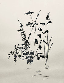 IMG_3177.jpeg