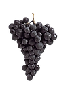 grape