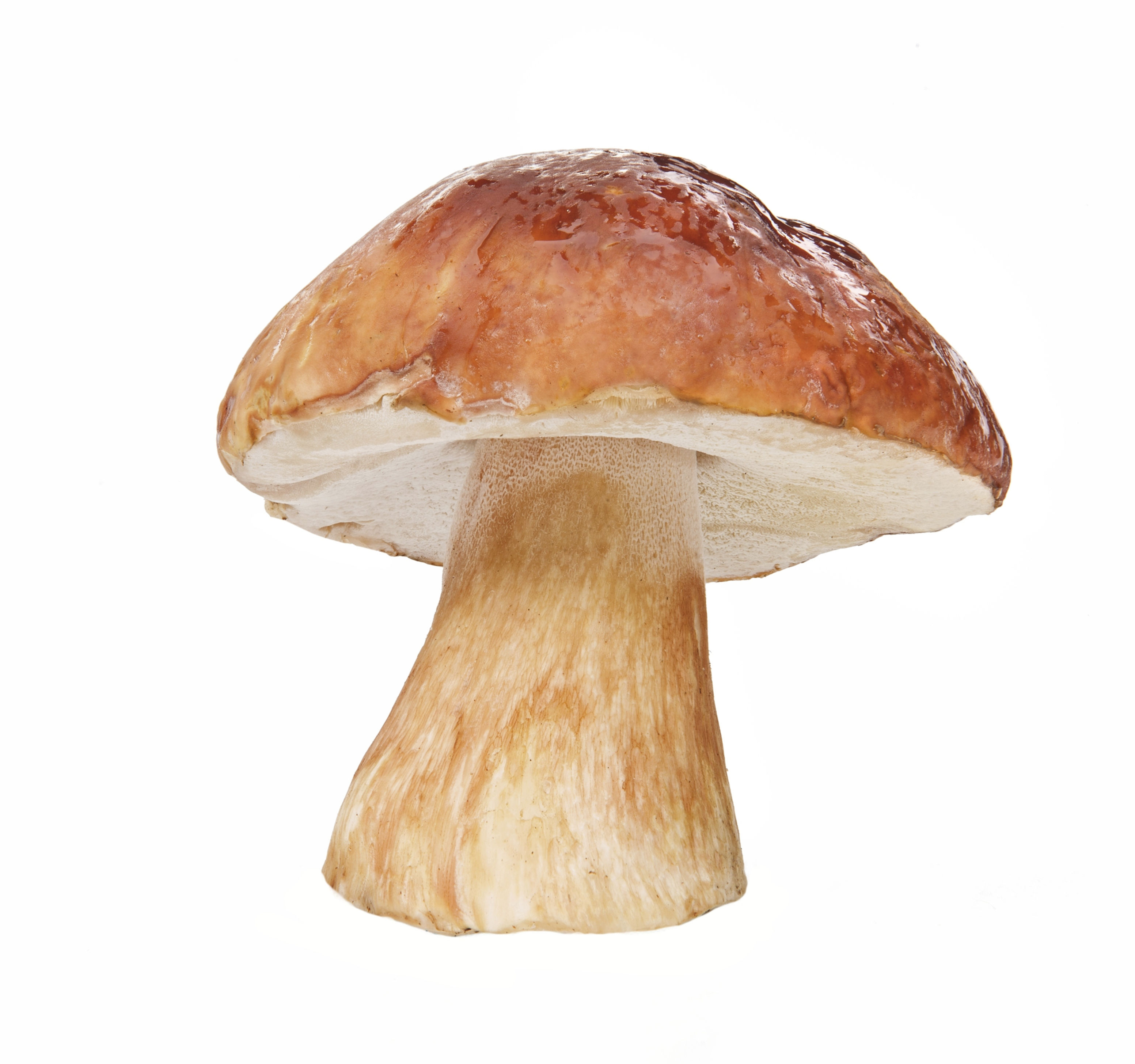 porcini