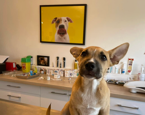 Chien devant tableau