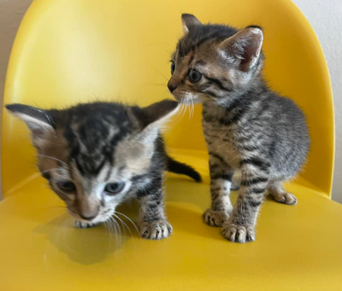 Chatons