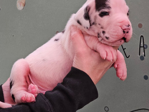 Congratulations on your new puppy. Polar found his forever home today!