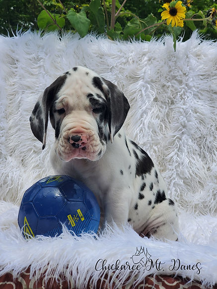 cute puppy