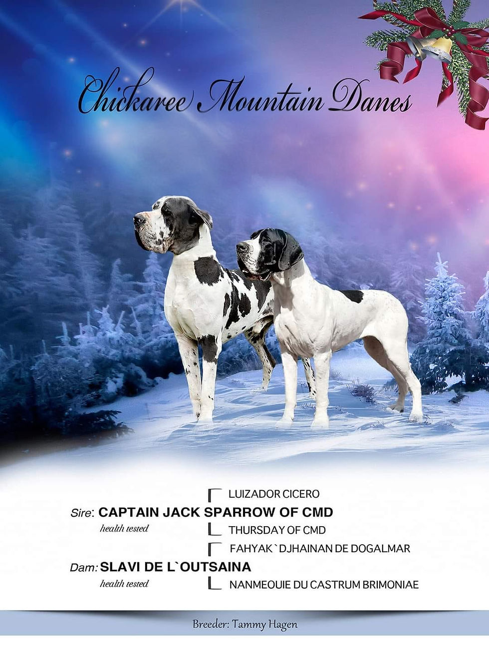 Wide angle view of a tranquil mountain scene with slavi and captain danish dogs