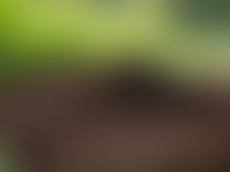 Sustainable Fertilizer Solutions for Modern Agriculture