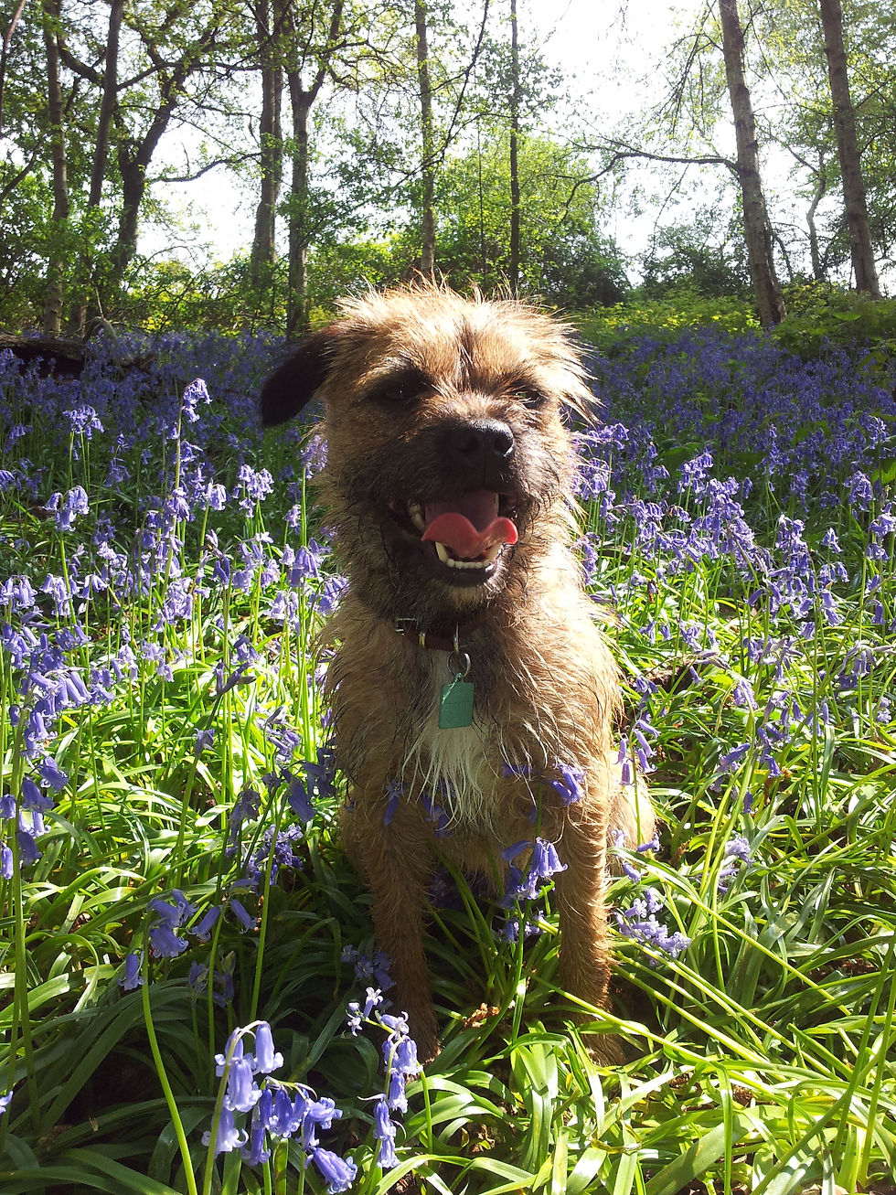 2027 Border terrier Welfare Calendar