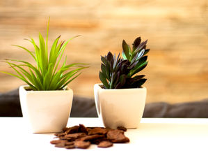 Arranjos delicados de Suculentas para decorar o banheiro ou sua cozinha!!