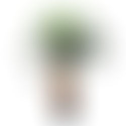 A palmeira decora muito bem ambientes como sala e jardim!! Trás a beleza e a natureza para nossa cas