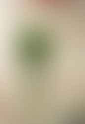 Arranjo com lindas tulipas brancas para decorar sua sala de estar !!