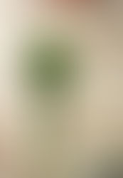 Arranjo com lindas tulipas brancas para decorar sua sala de estar !!