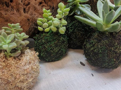 Branch out with Kokedama