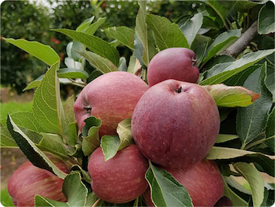 Slow recovery funding leaves bitter taste for Bilpin apple farmer