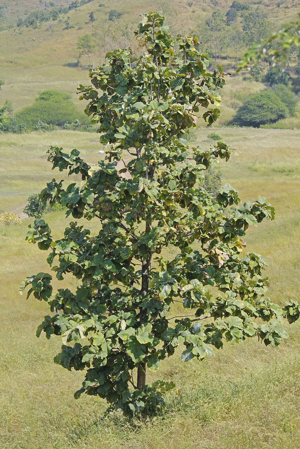 teak-tree