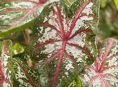 Caladium