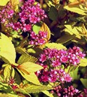 Spirea Lemon Princess