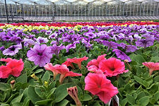 Petunias & Other Annual Growing in Our Garden