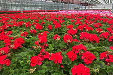 Geraniums in a Nursery