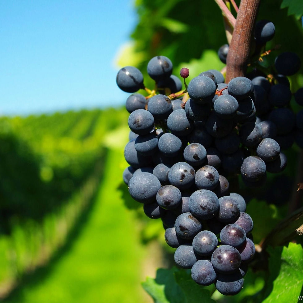 Part 1 of 12 / Jesus - The True Vine: Reorienting Your Identity In Christ